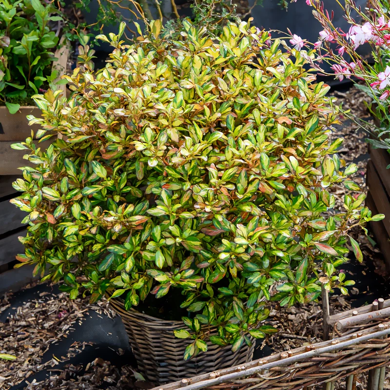 Coprosma Evening Glow