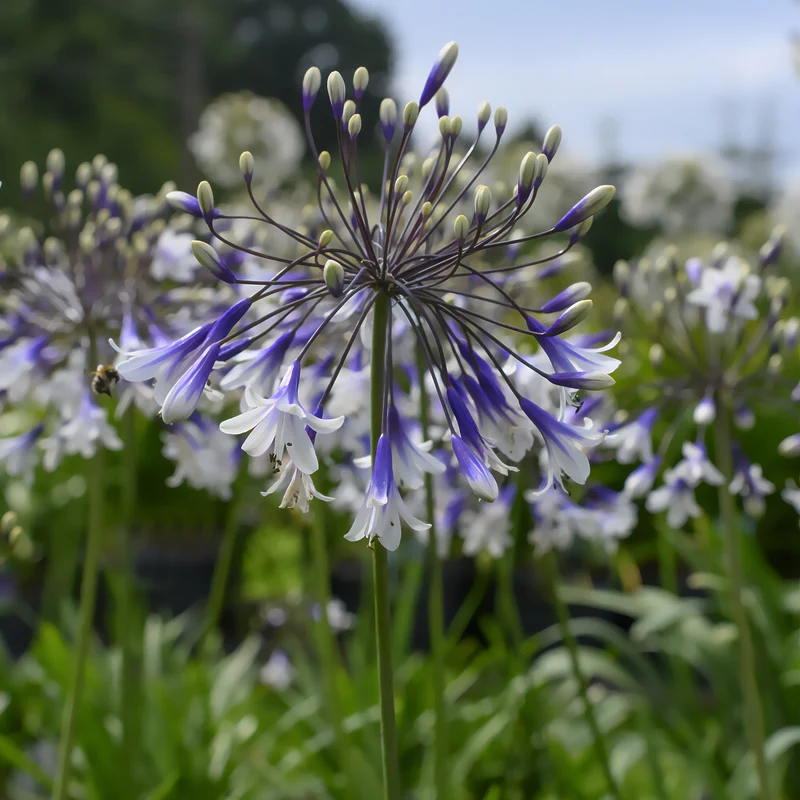 Agapanthe Fireworks