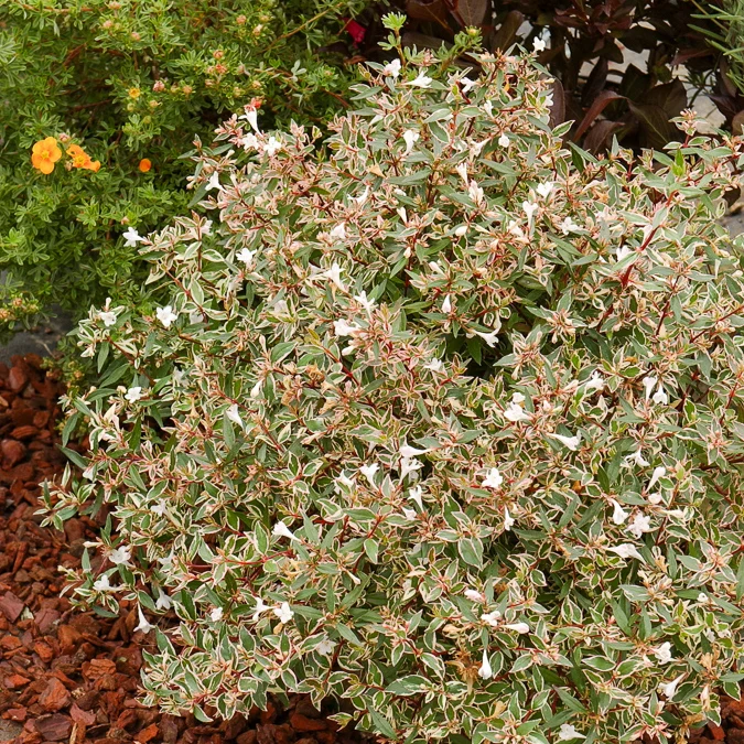Abélia à grandes fleurs Confetti