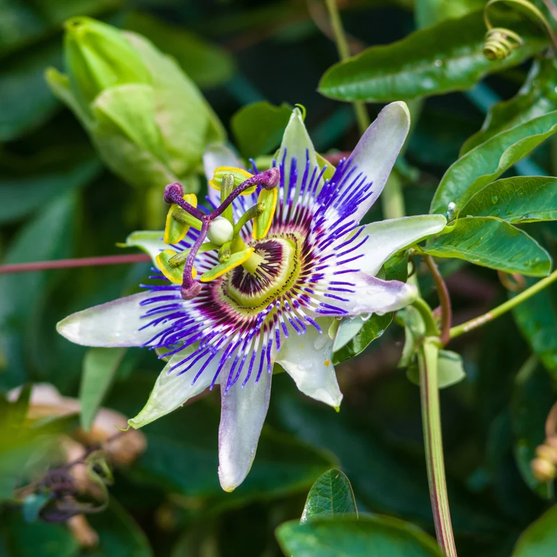Passiflore bleue (graines)