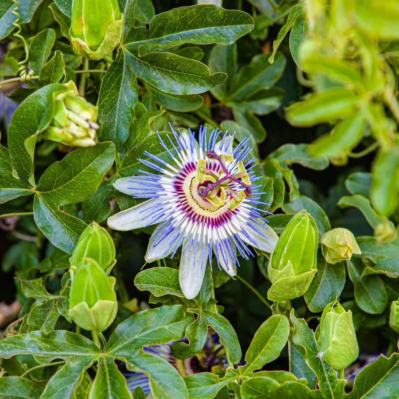 Passiflore bleue (graines)