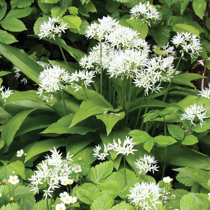 Plant d'Ail des Ours