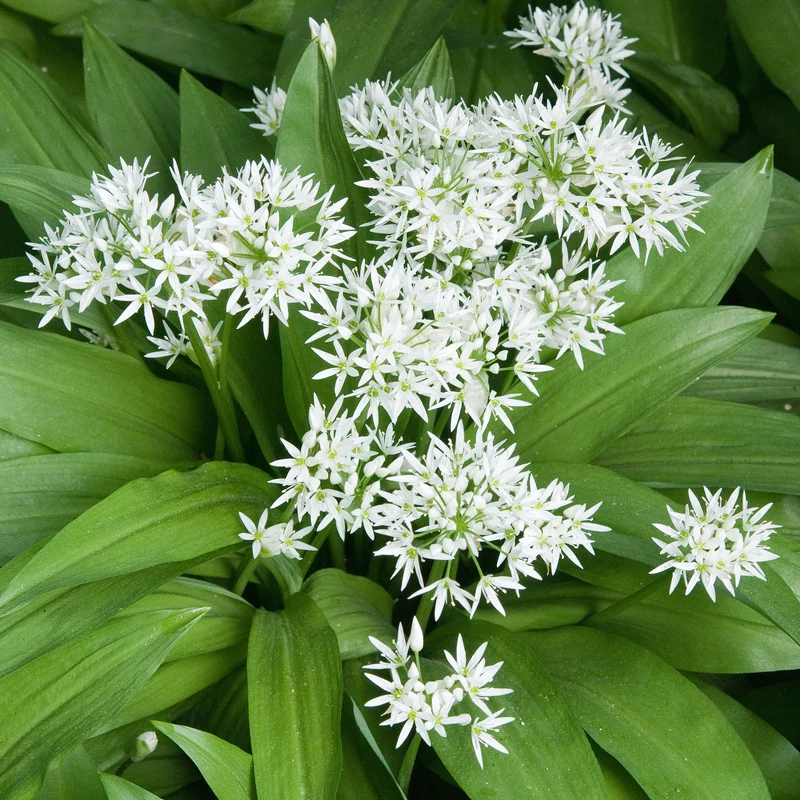 Plant d'Ail des Ours