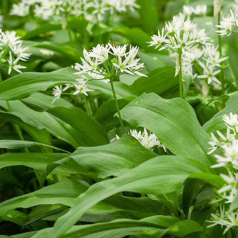 Plant d'Ail des Ours