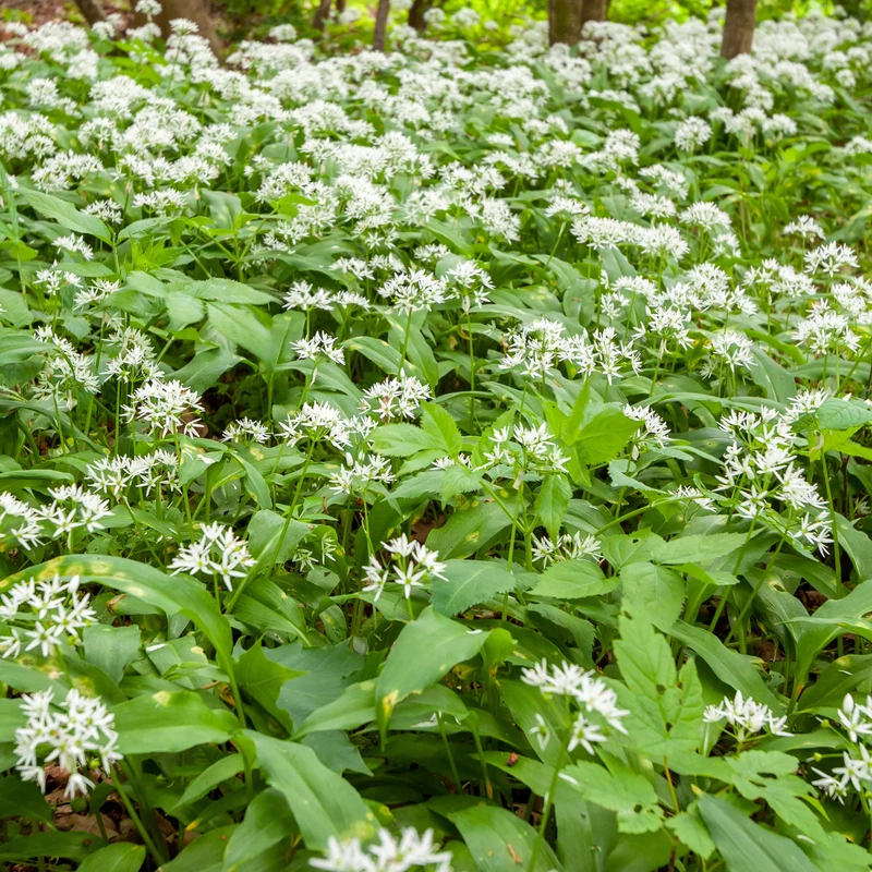 Plant d'Ail des Ours