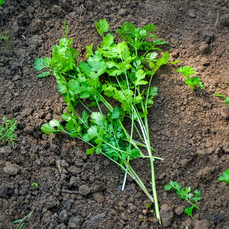 Plant de Coriandre