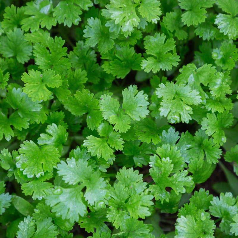 Plant de Coriandre