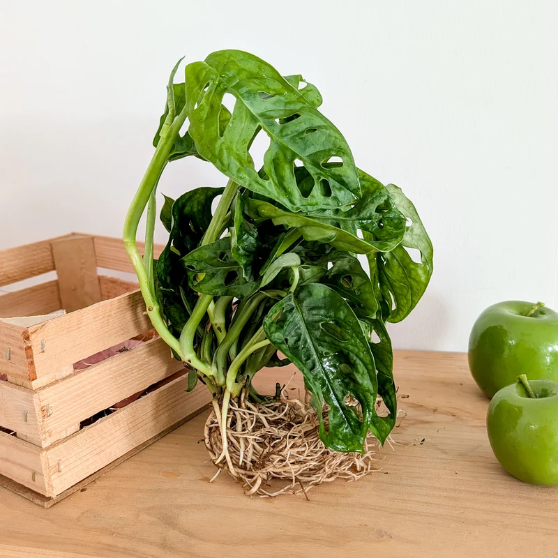 Monstera