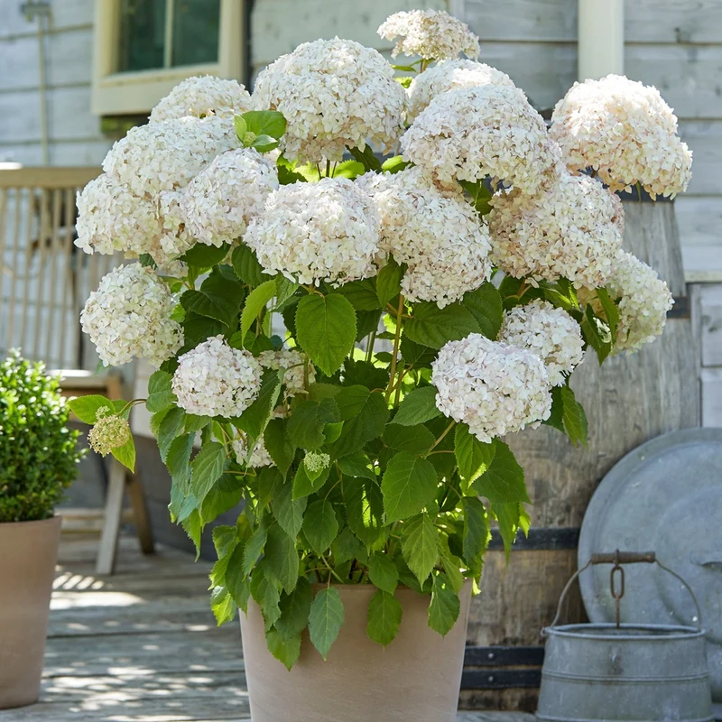 Hortensia Marshmallow ® Candy Bell®