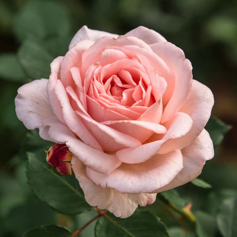 Rosier Clair™Renaissance ®