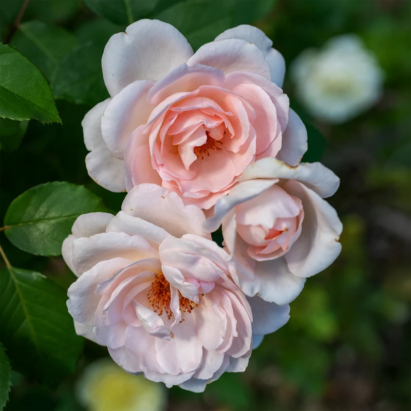 Rosier Clair™Renaissance ®