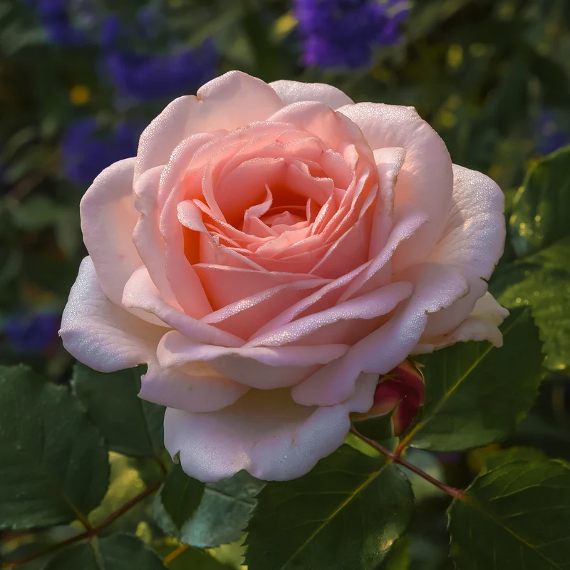 Rosier Clair™Renaissance ®