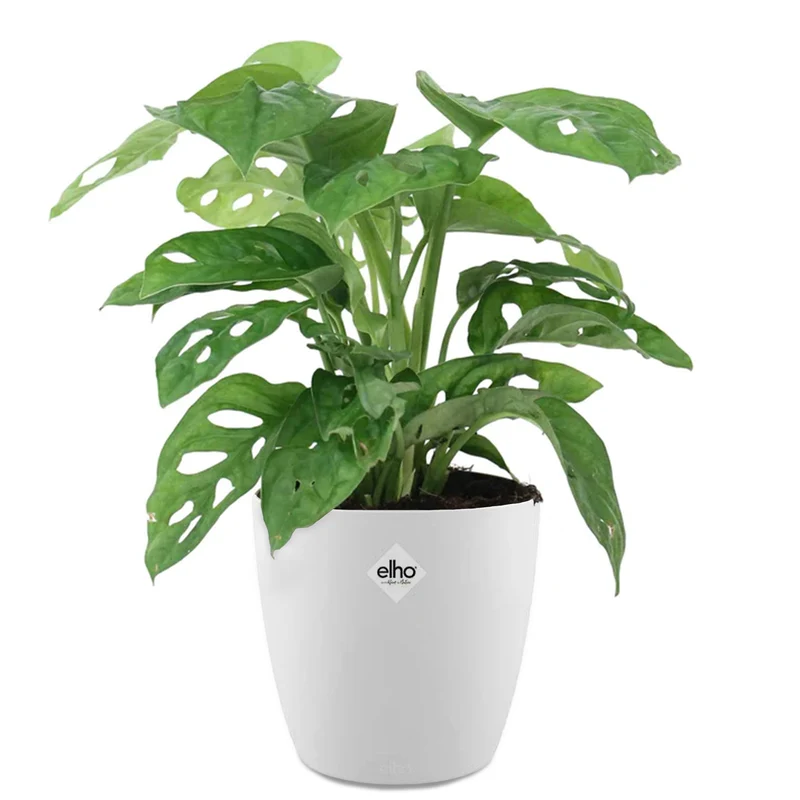 Philodendron Monstera Monkey Mask et son cache-pot blanc ELHO