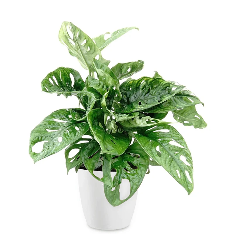 Philodendron Monstera Monkey Mask et son cache-pot blanc ELHO