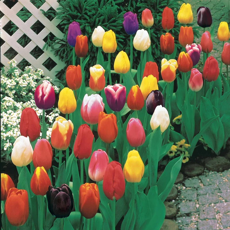 50 Tulipes à longues tiges en mélange
