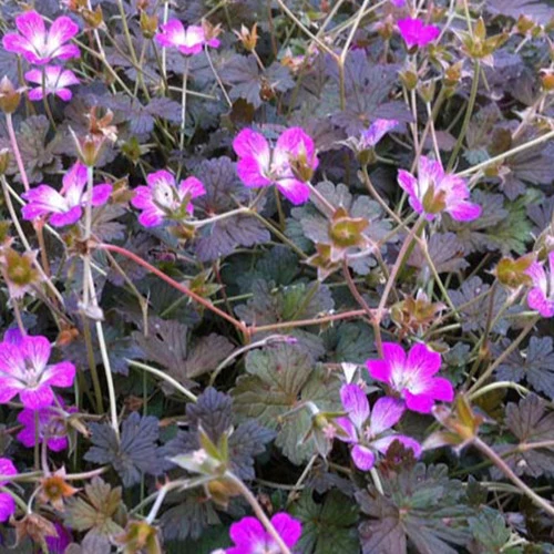 Géranium vivace Orkney Cherry