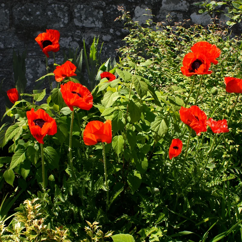 Pavot d'Orient Beauty Of Livermere