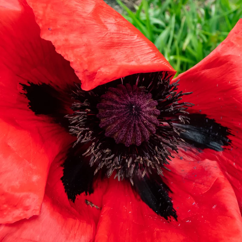 Pavot d'Orient Beauty Of Livermere