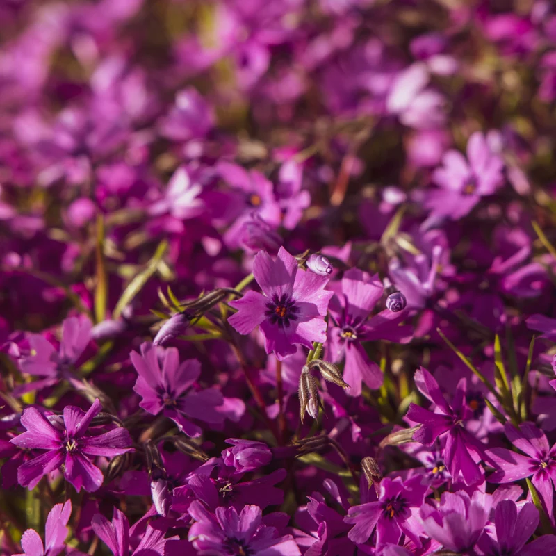 Phlox mousse Atropurpurea