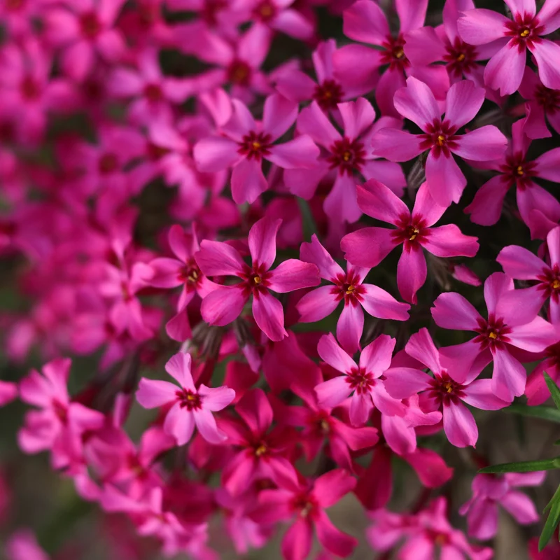 Phlox mousse Atropurpurea