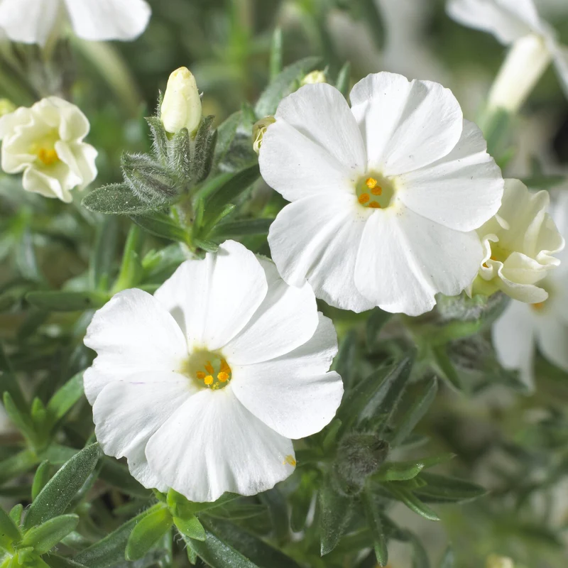 Phlox nain White Admiral
