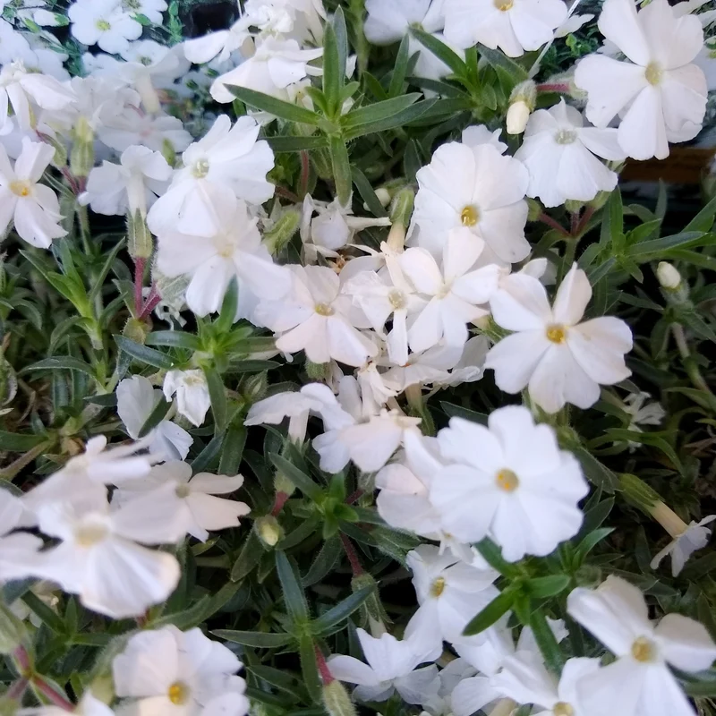 Phlox nain White Admiral