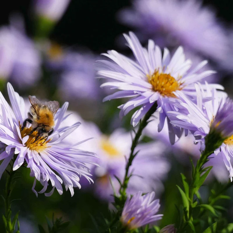 Aster nain d'Automne Asran
