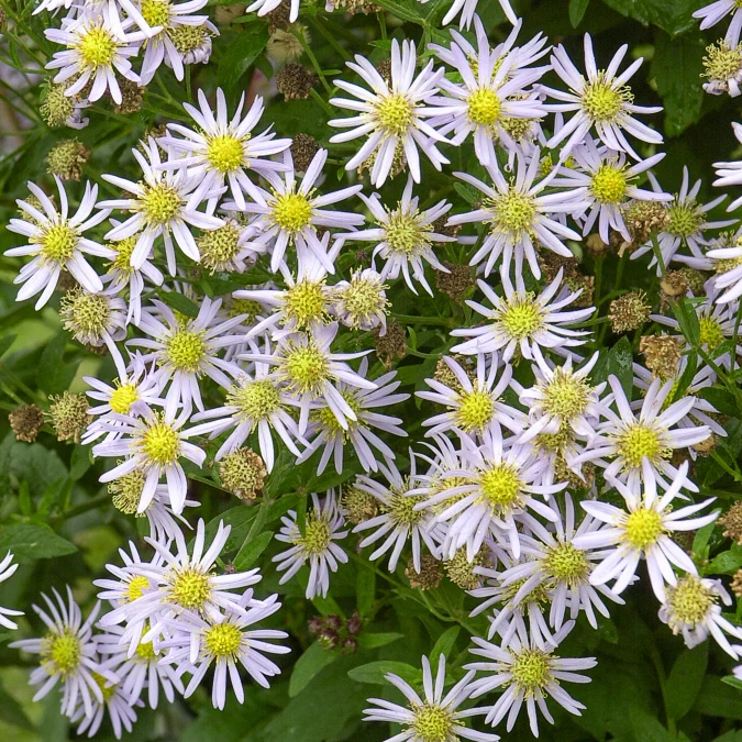 Aster nain d'Automne Asran