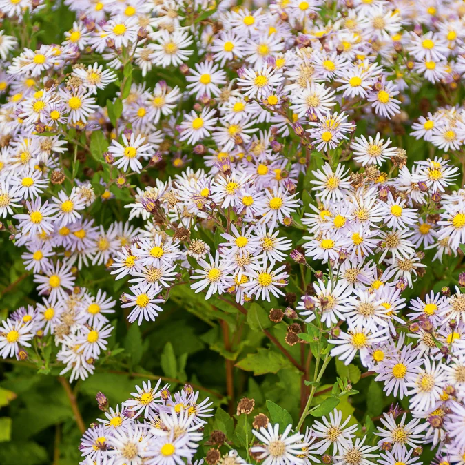 Aster nain d'Automne Asran