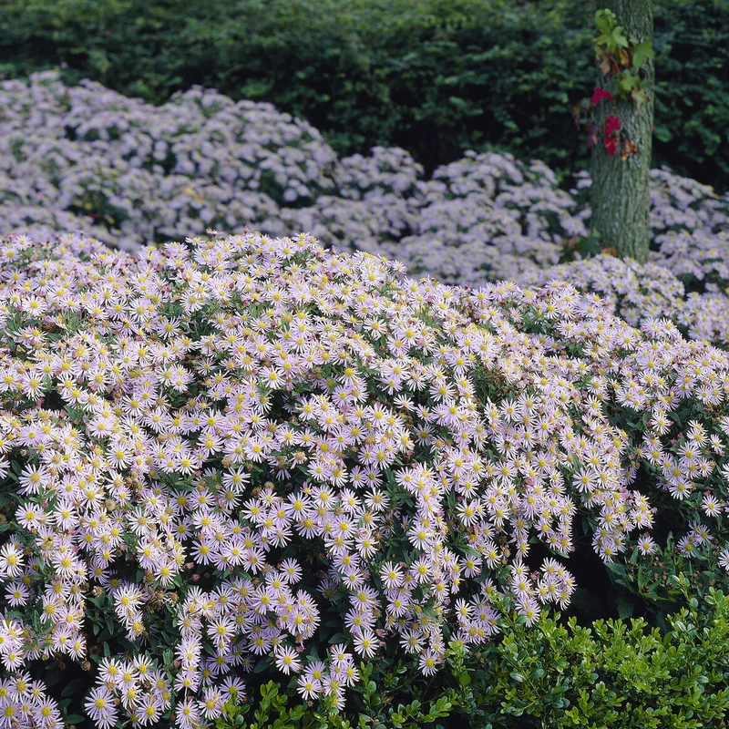 Aster nain d'Automne Asran