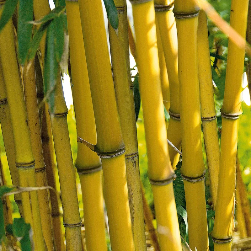 Bambou traçant jaune