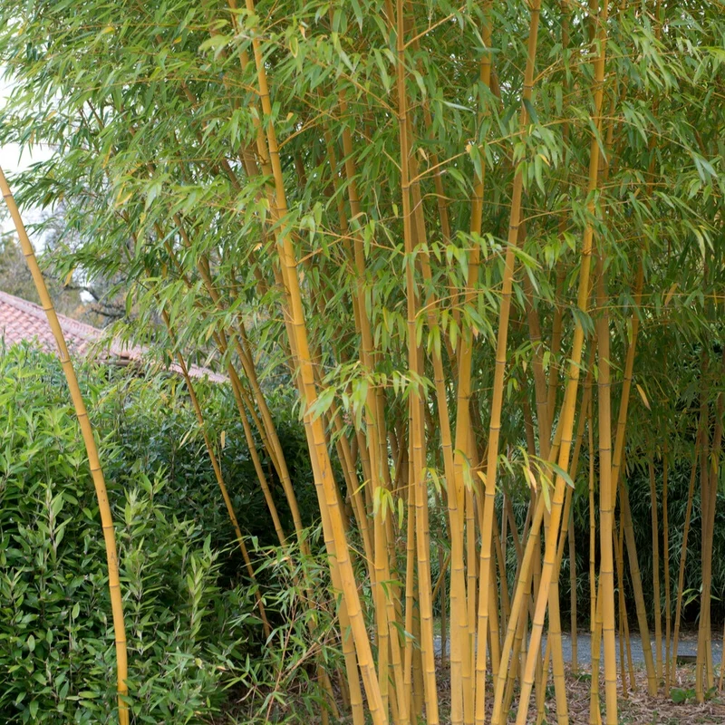 Bambou traçant jaune