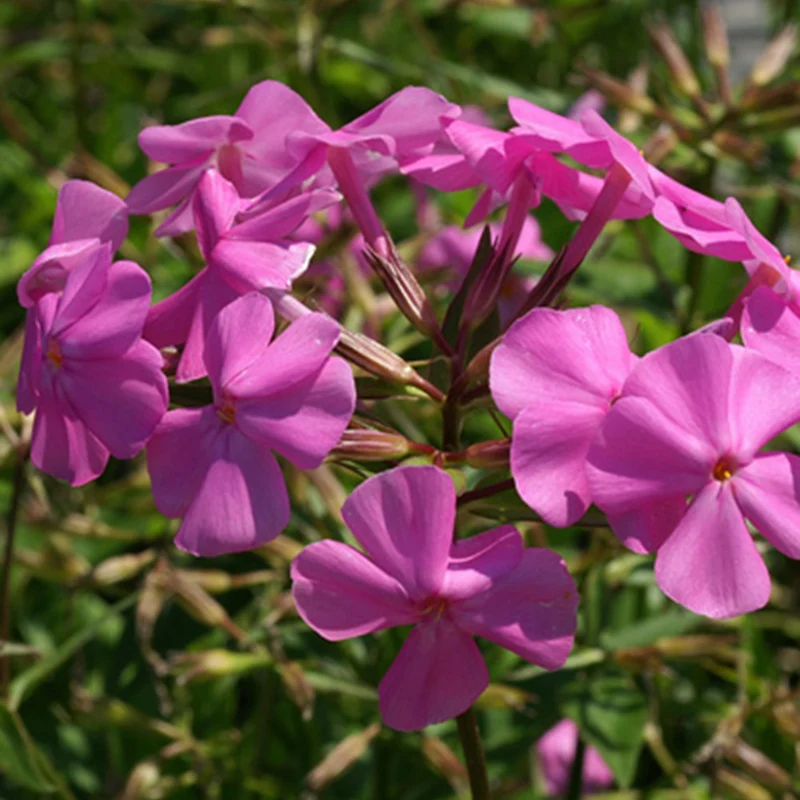 Phlox carolina Bill Baker