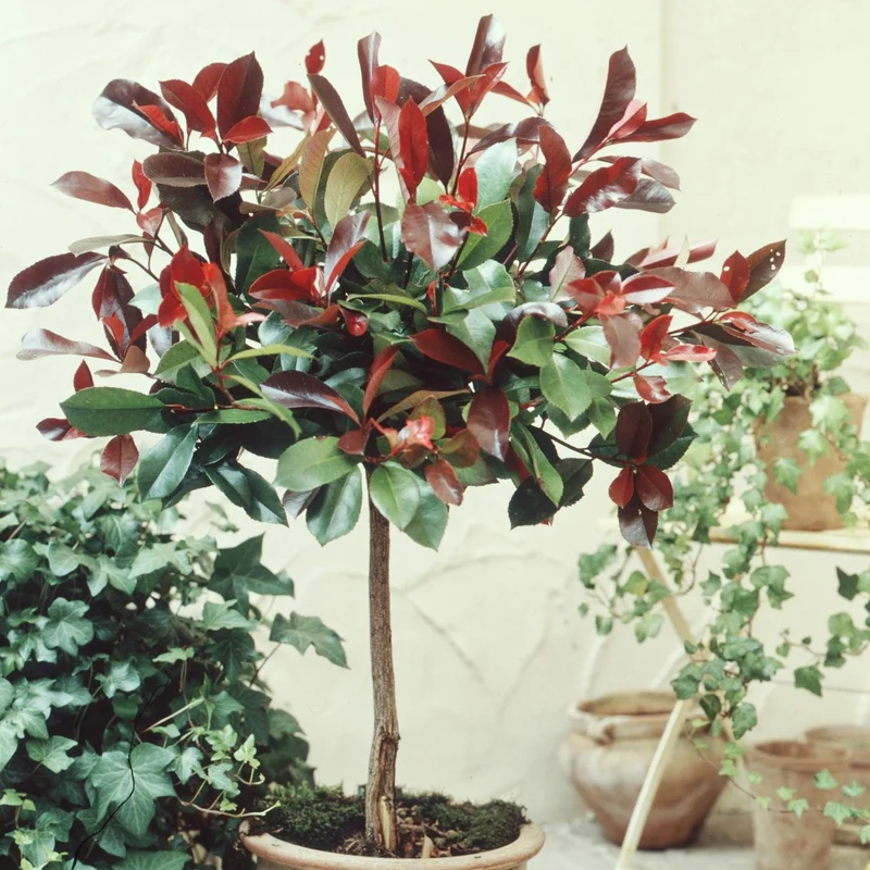 Photinia Red Robin sur tige