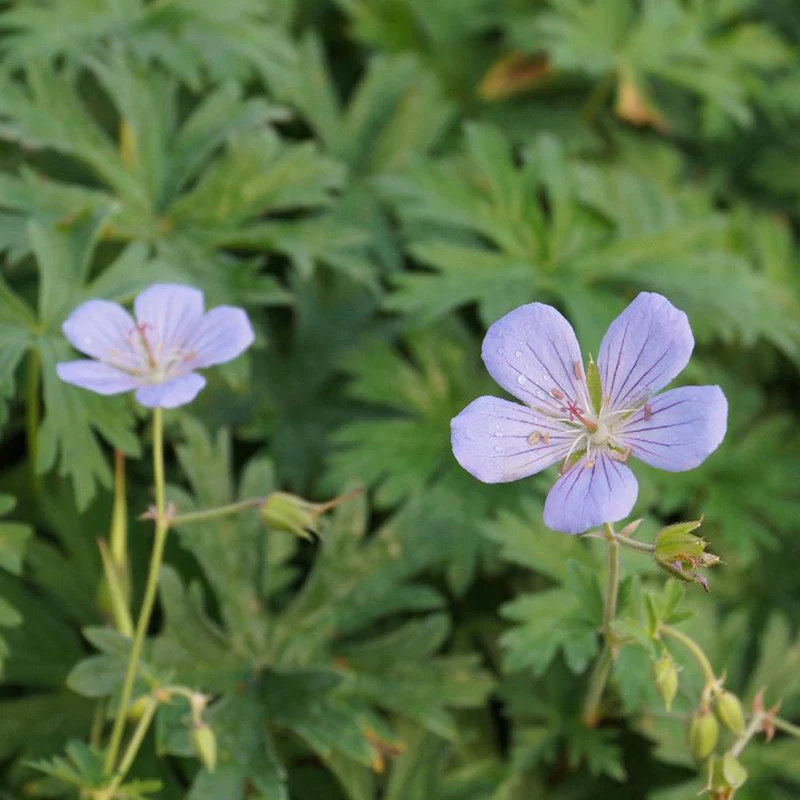 Géranium vivace Blue Cloud