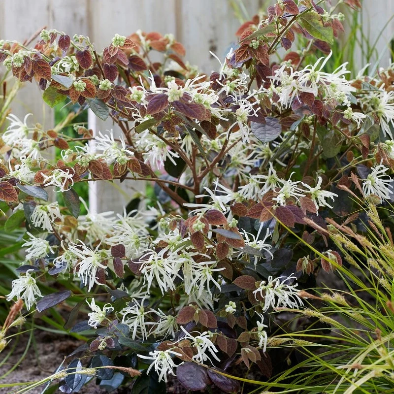 Loropétale pourpe à fleurs blanches