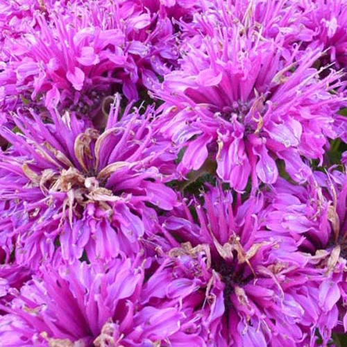 Monarde Purple Lace