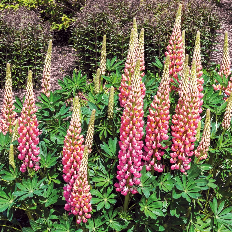 Lupin La Chateleine