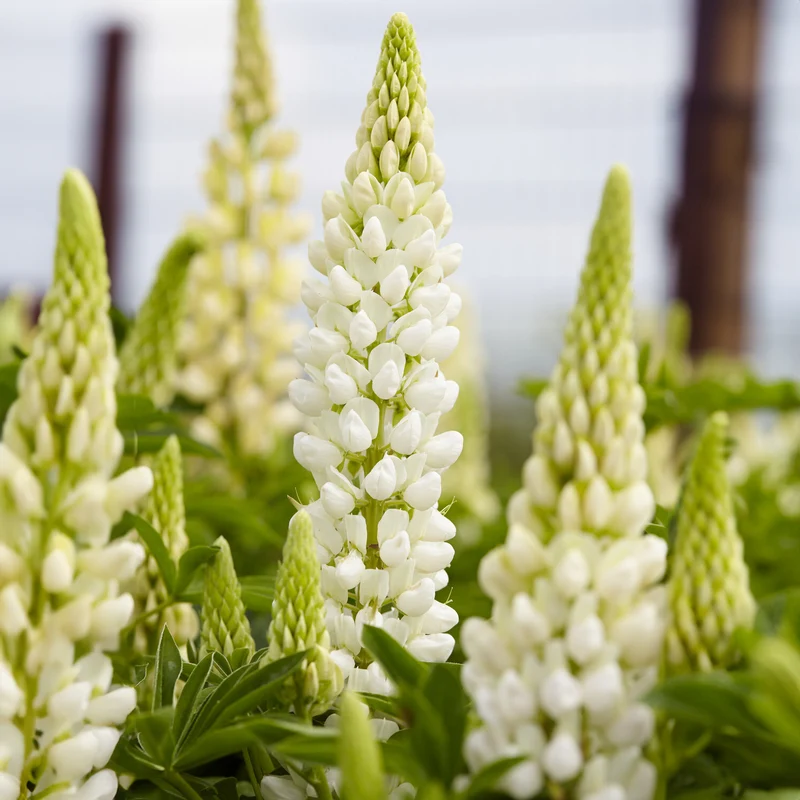 Lupin Gallery White