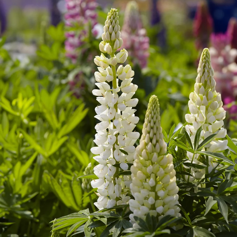 Lupin Gallery White