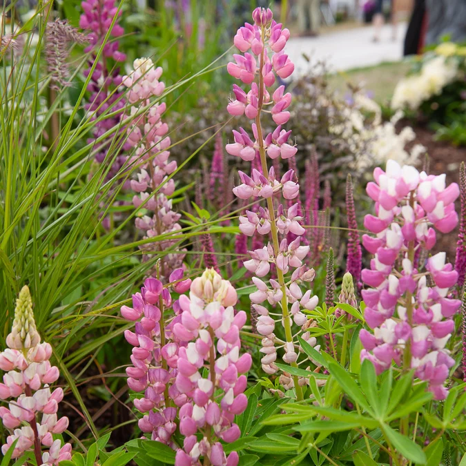 Lupin Gallery Pink