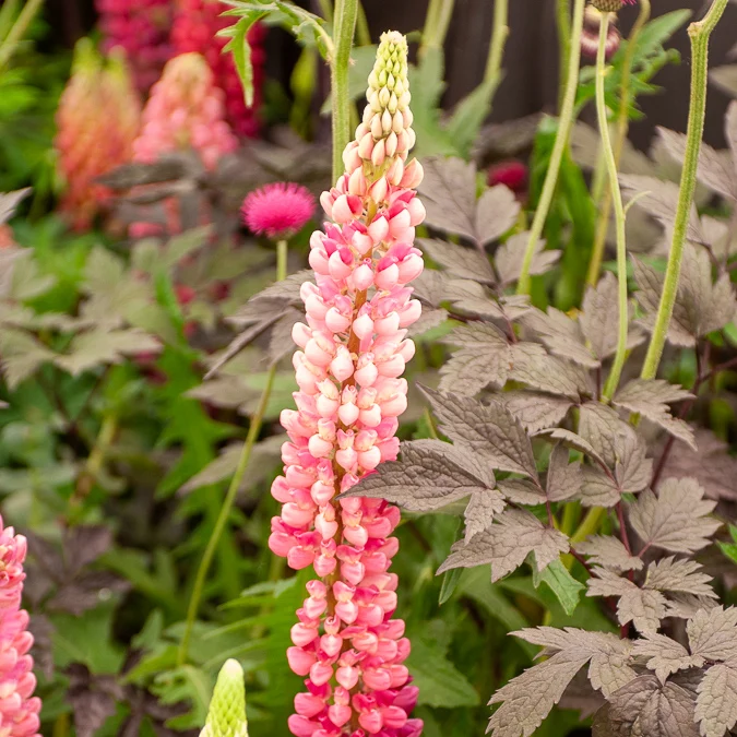 Lupin Gallery Pink