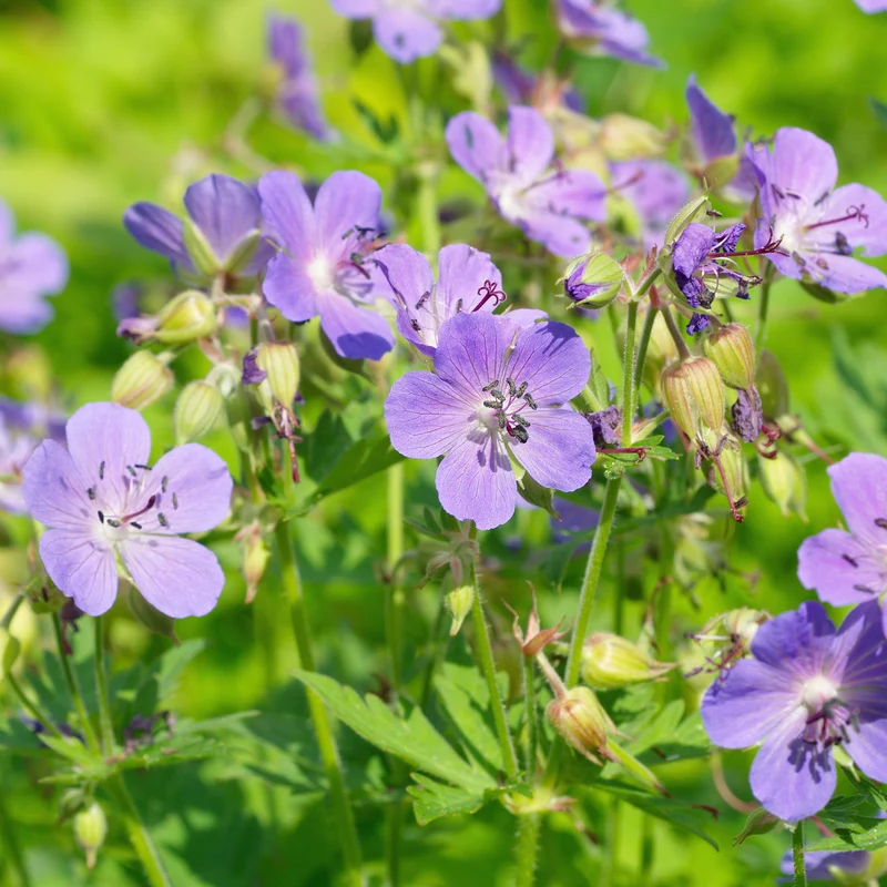 Géranium vivace bleu