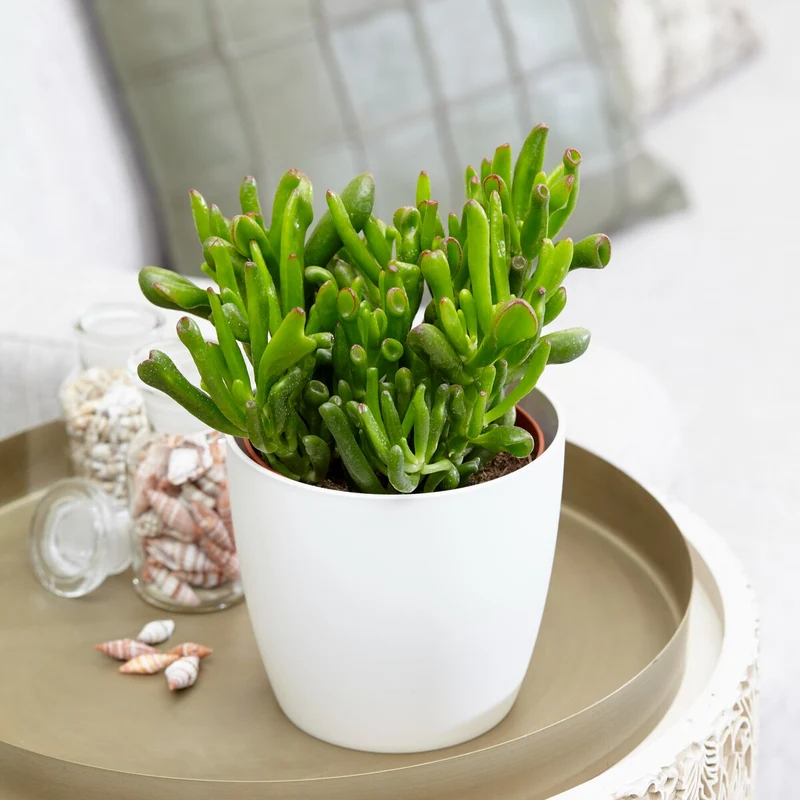 Crassula hobbit