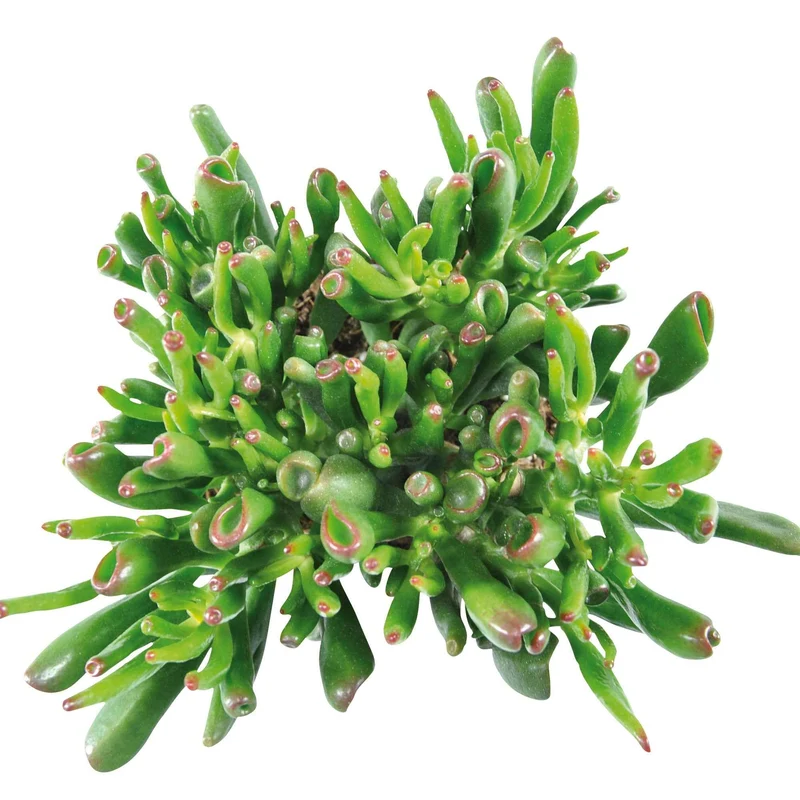 Crassula hobbit