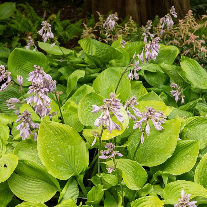 Hosta Sum and Substance