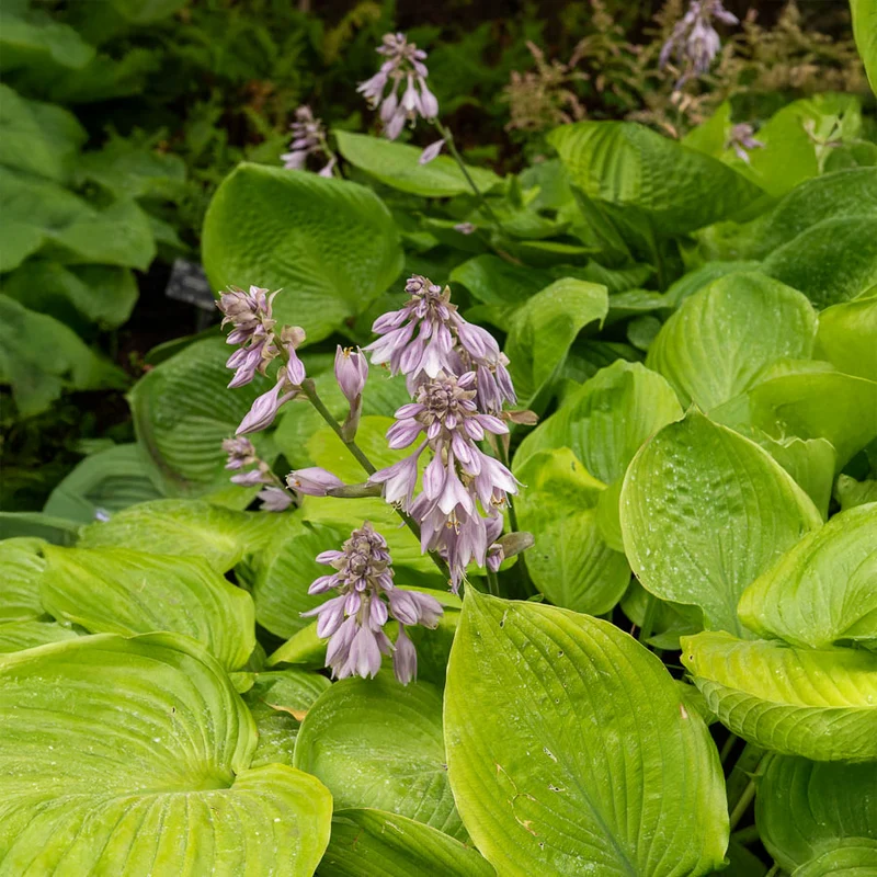 Hosta Sum and Substance