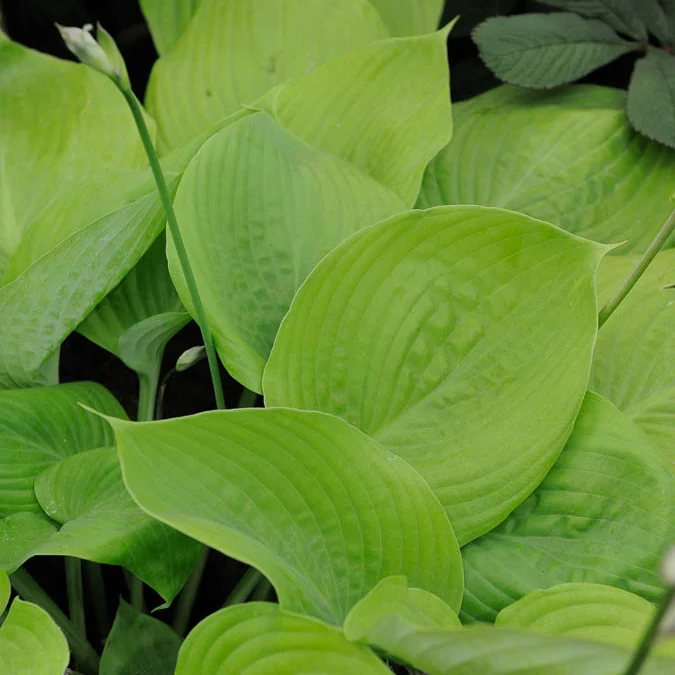 Hosta Sum and Substance