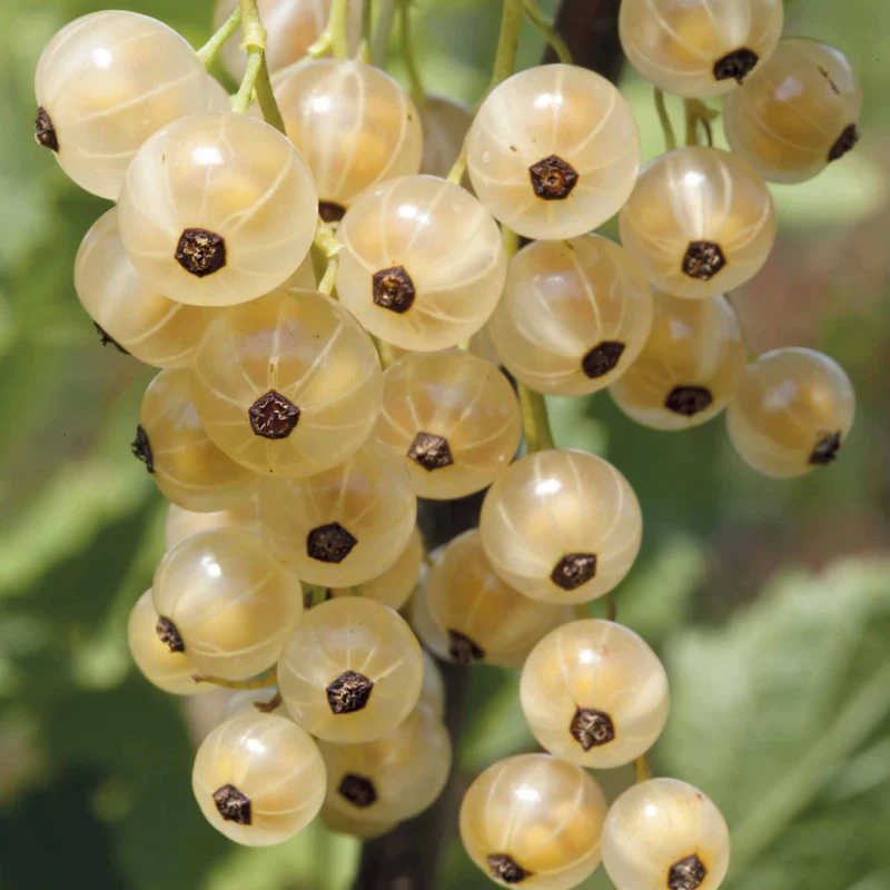 Groseillier White Pearl