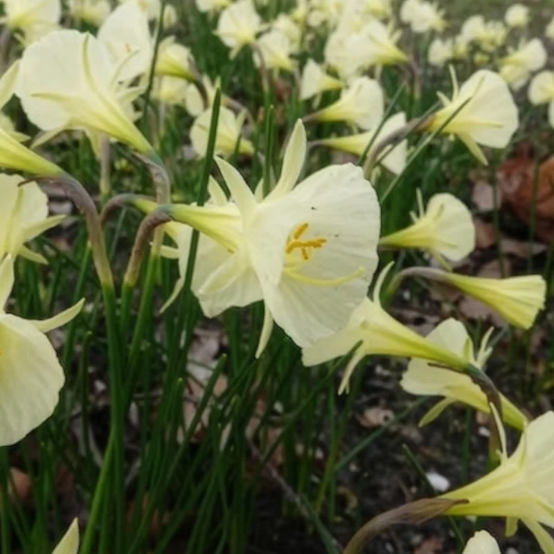 10 Narcisses Artic Bells